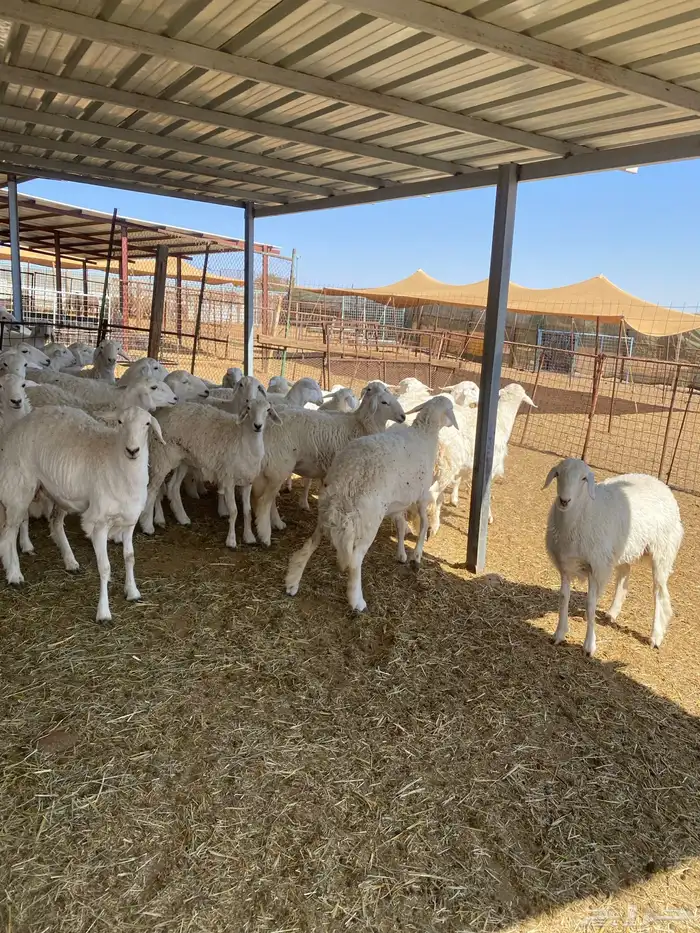 ( رخال جذعات دفيع مشروطة ) 13