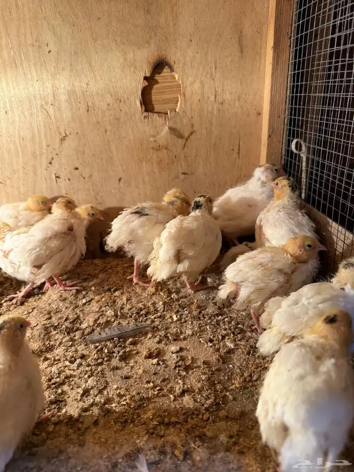 للبيع فري سمان تكساس الامريكي 2