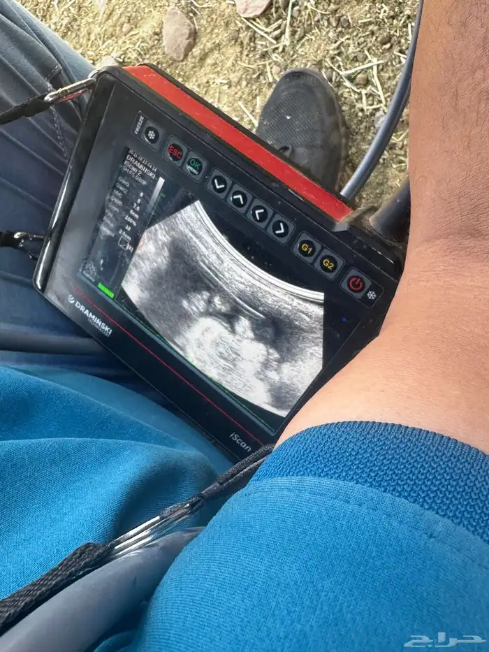 عنز عارضيه صنف جرم تم البيع 11