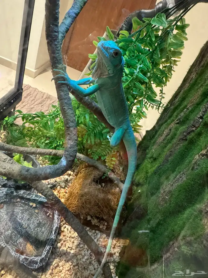 سحليه اغوانا زرقاء 2