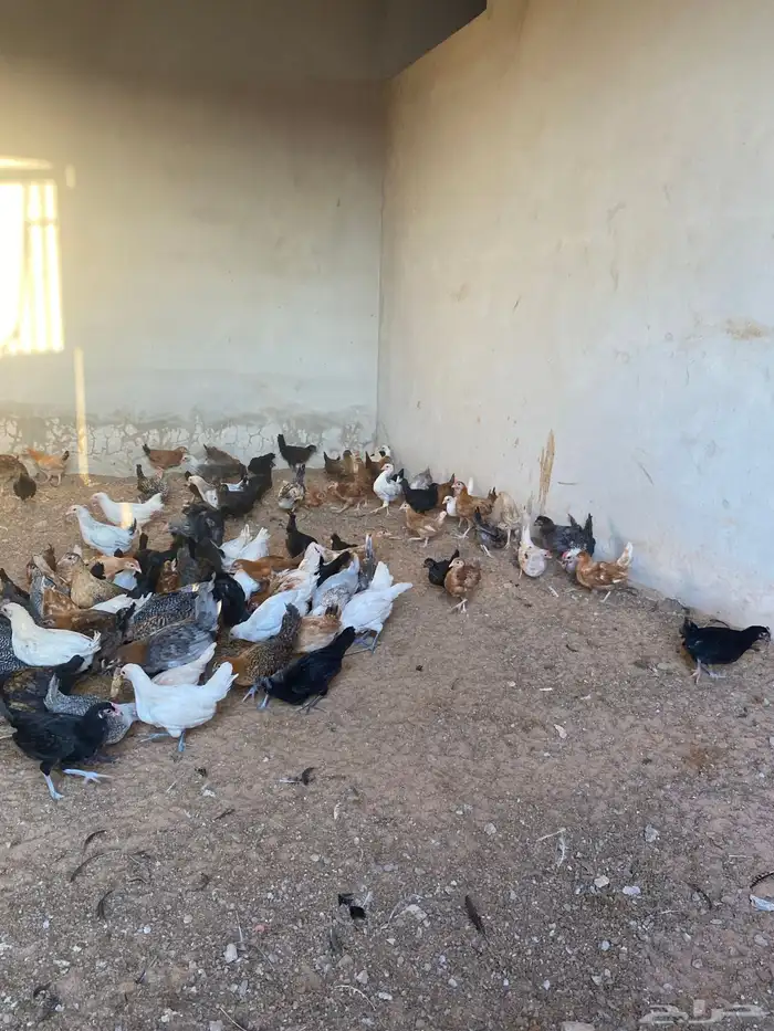 صوص بلدي العمر شهرين معها كم حبه تركي 2