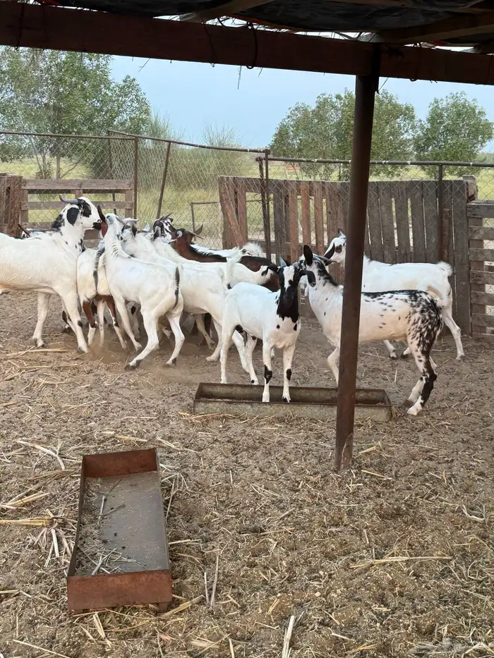 تيوس مناسبات 0