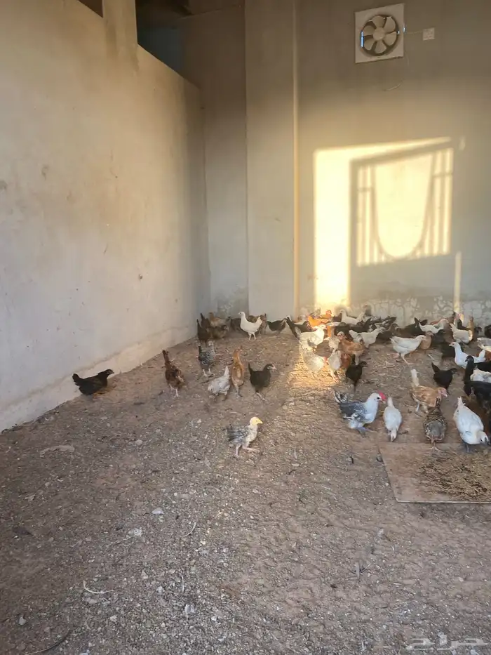 صوص بلدي العمر شهرين معها كم حبه تركي 7