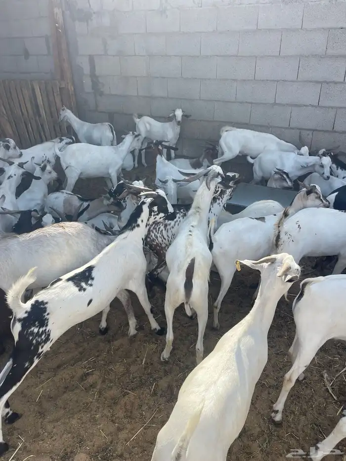 تيوس مستوردة مرباه 4 اشهر ذبايح 1