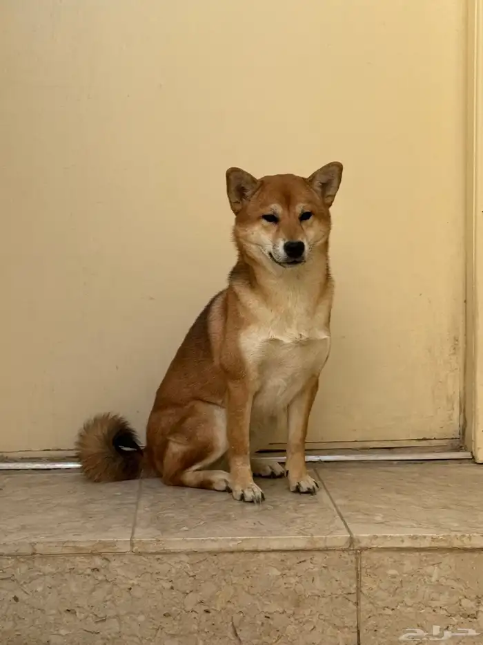 كلاب شيبا إينو shiba inu 3