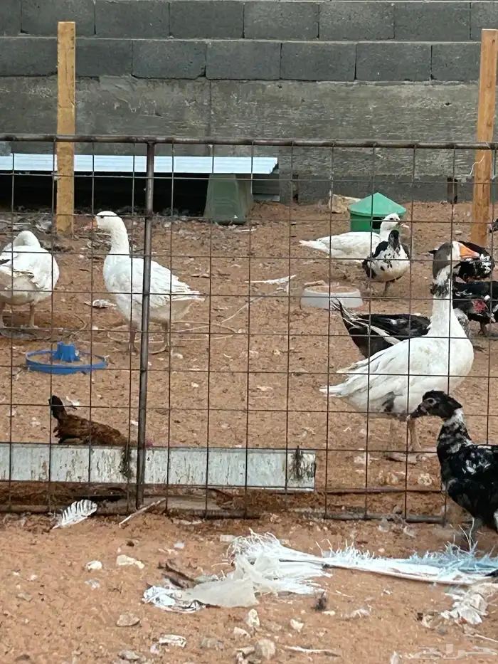 بط ووز ودجاج 0