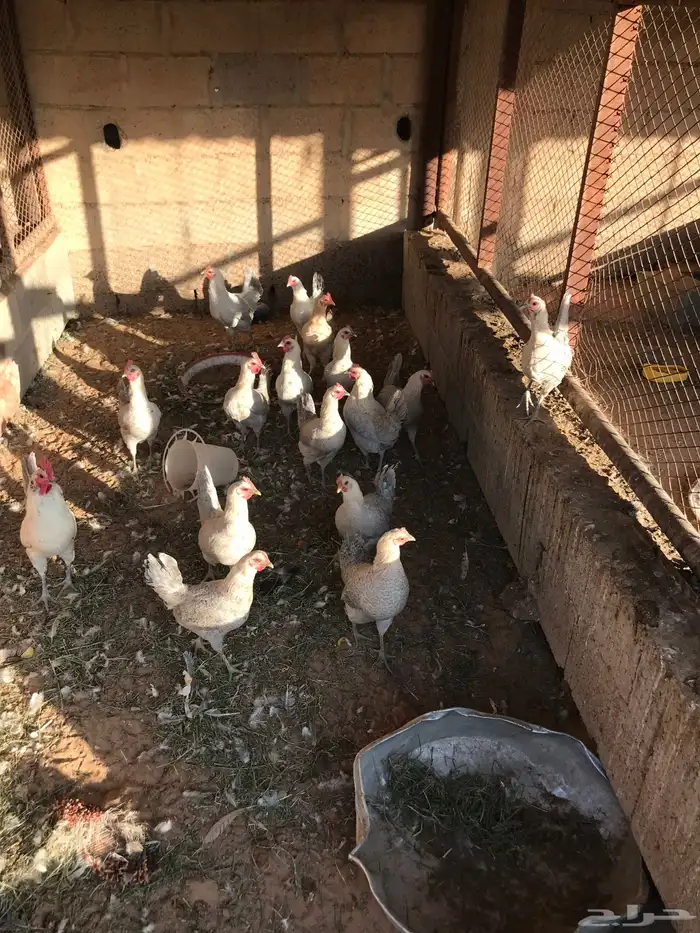دجاج رومي لبيع على اسوم و دجاج فيومي للبيع على اسوم 2