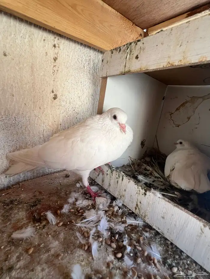 للبيع حمام صنعاني 1