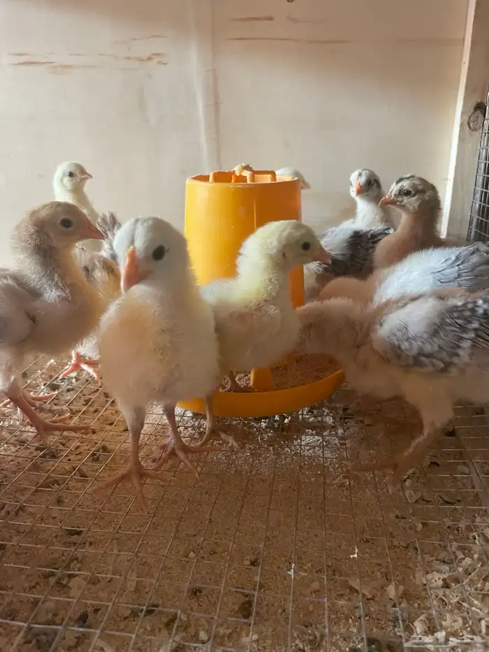 فروخ دجاج بلدي وفيومي 13