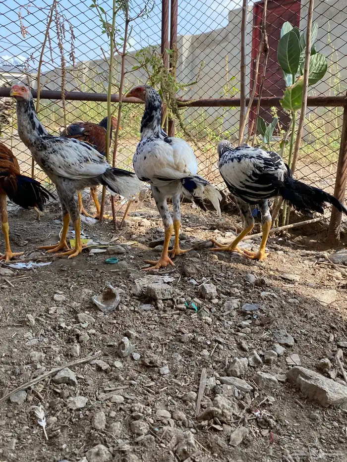 دجاج باكستاني 2