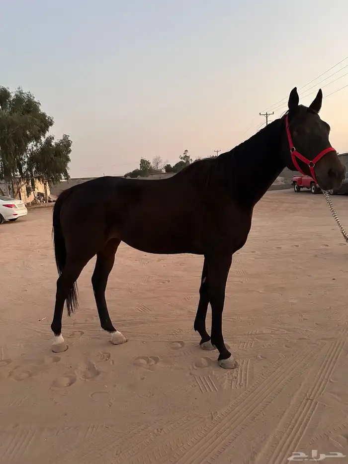 حصان ركوب وطرب 3
