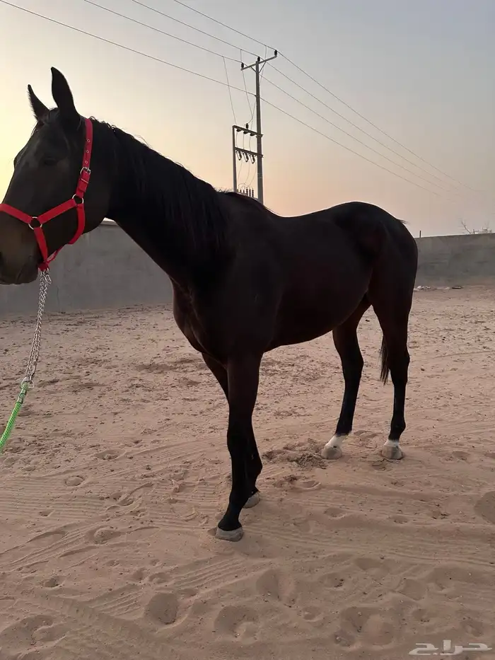 حصان ركوب وطرب 2