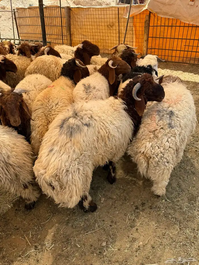 نعيم جبر بلدي للمناسبات تقييم 110 ومتوفر تمارا 0