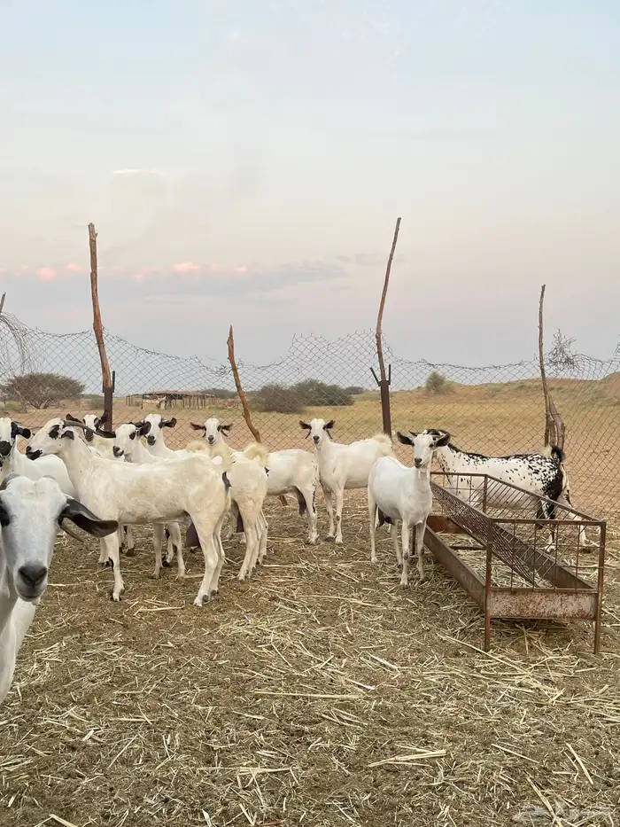 مراح معزا بيشيات فرصة للقناي 1