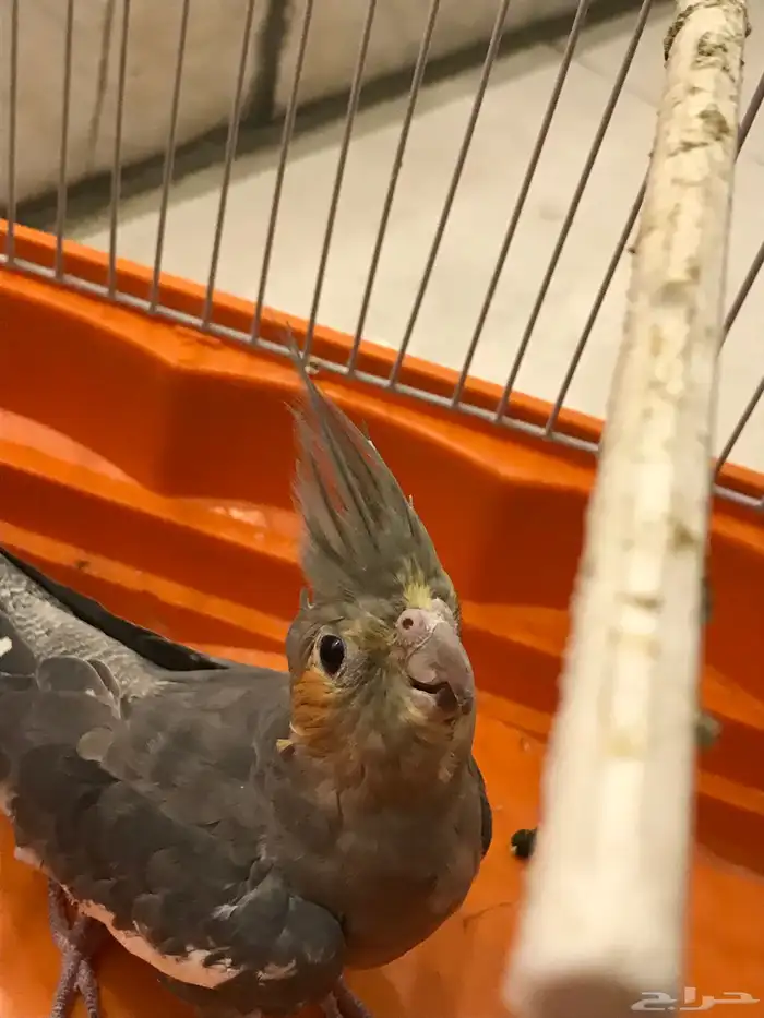 للبيع كوكتيل 0