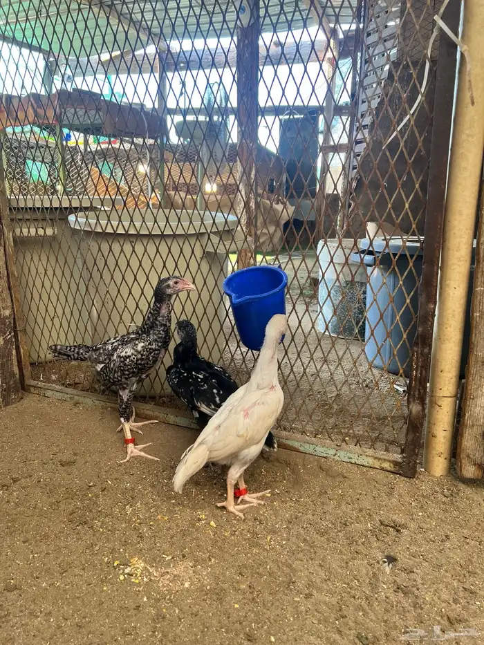 فروخ شامو الماني دم هزاز 5