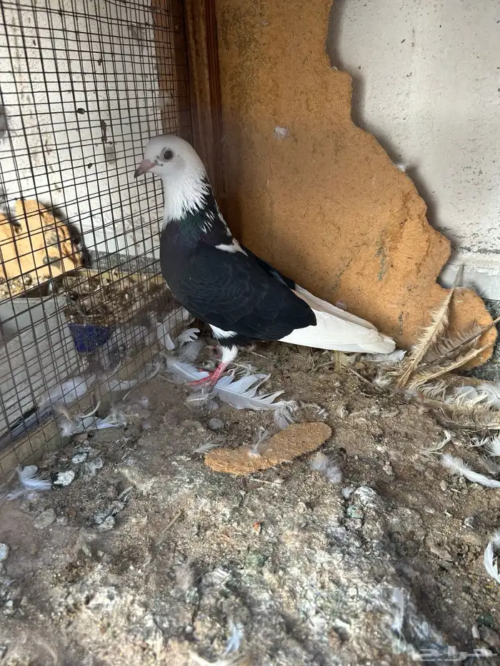 حمام غامدي قلابي 1