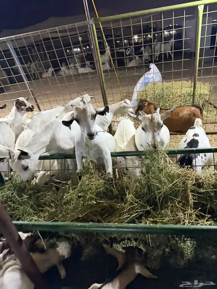 تيوس مرابي. 5