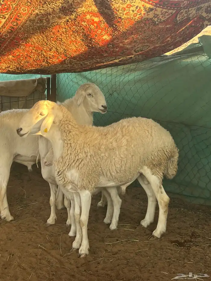 فحلين حريه طيبه جدا 1