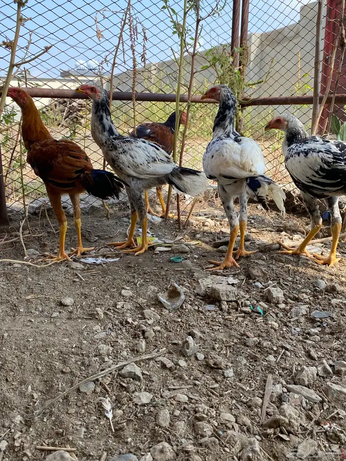 دجاج باكستاني 1