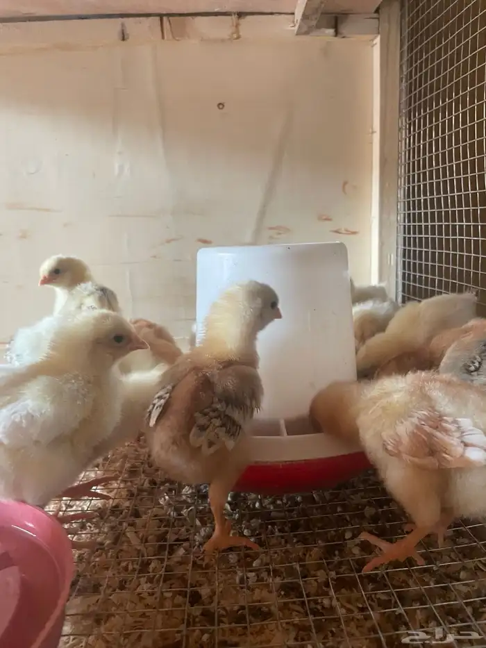 فروخ دجاج بلدي وفيومي 6