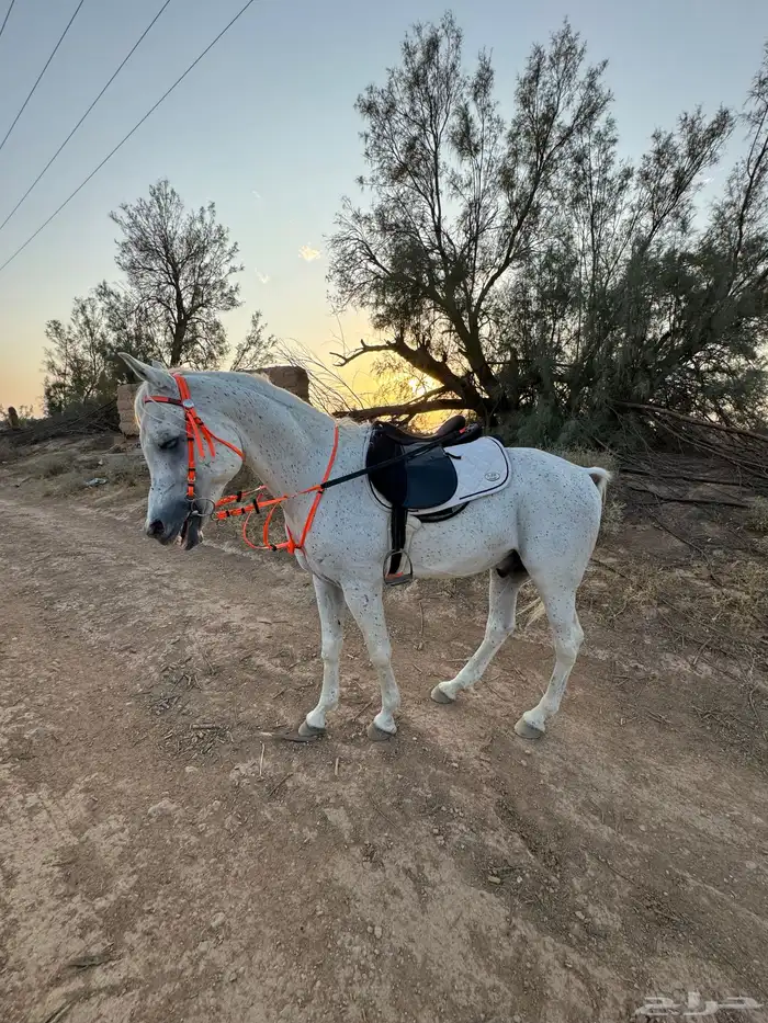 حصان واهو شيخ 3