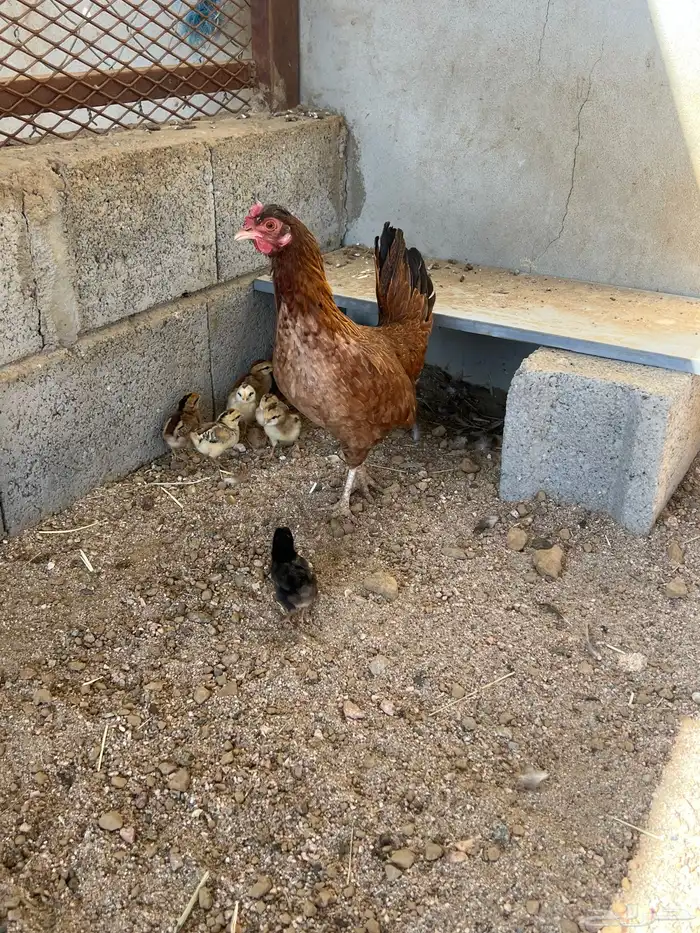 دجاجتين بفروخها والفروخ ابوها ديك تاج 3