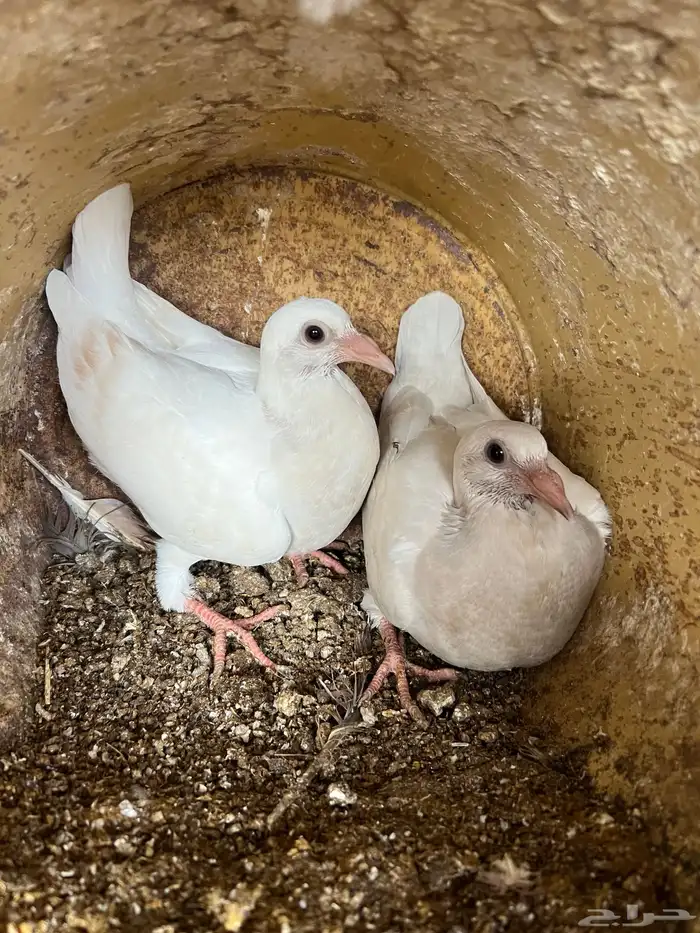 زغاليل حمام 8