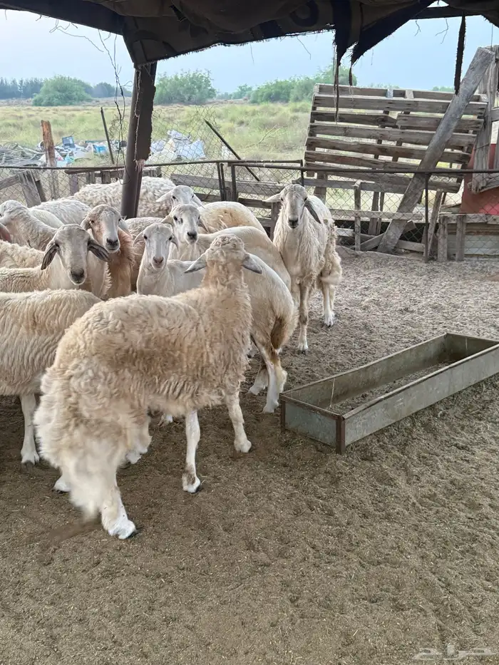 طليان حرية 1