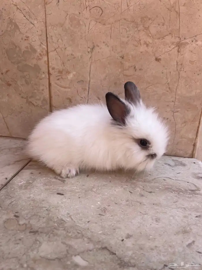 ارنب ذو فرو كثيف للبيع 0