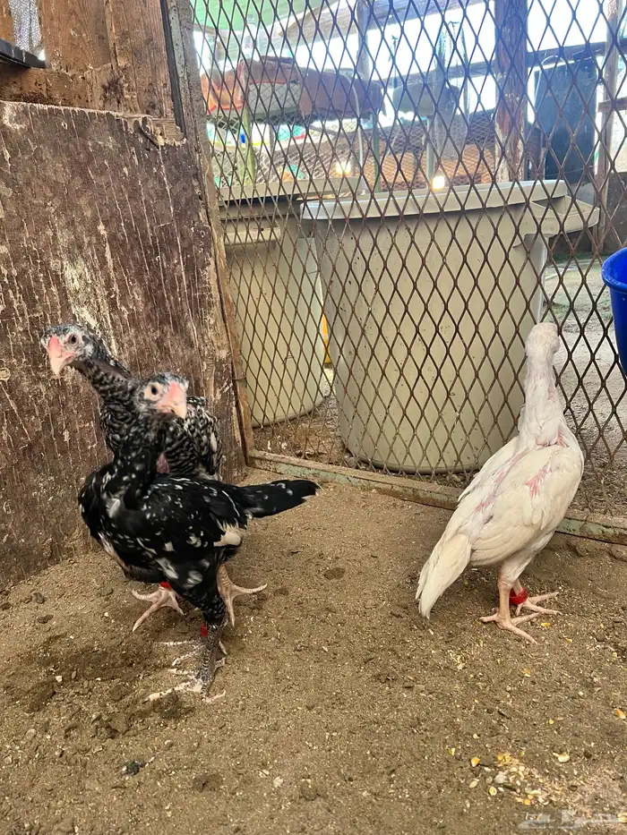 فروخ شامو الماني دم هزاز 3