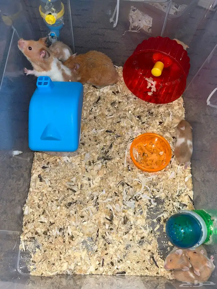 هامستر للبيع 0