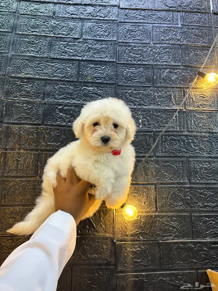 كلاب مالتيبو 1