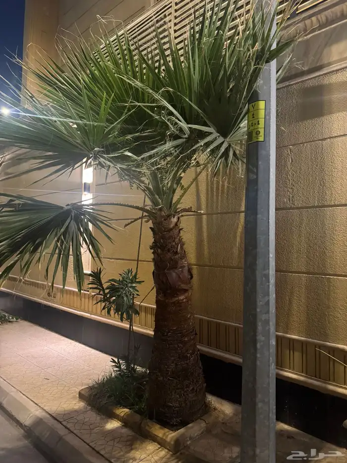 نخل واشنطني نخلات 6 2