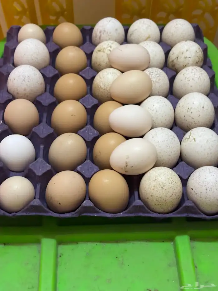 بيض رومي وباكستاني 0