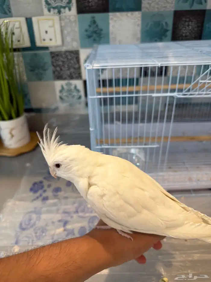 كروان البينو اليف ولون مميز 1