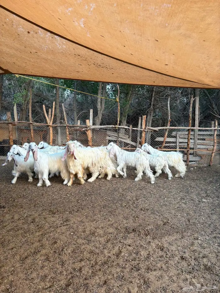 معزا عوارض بيض صنف 0