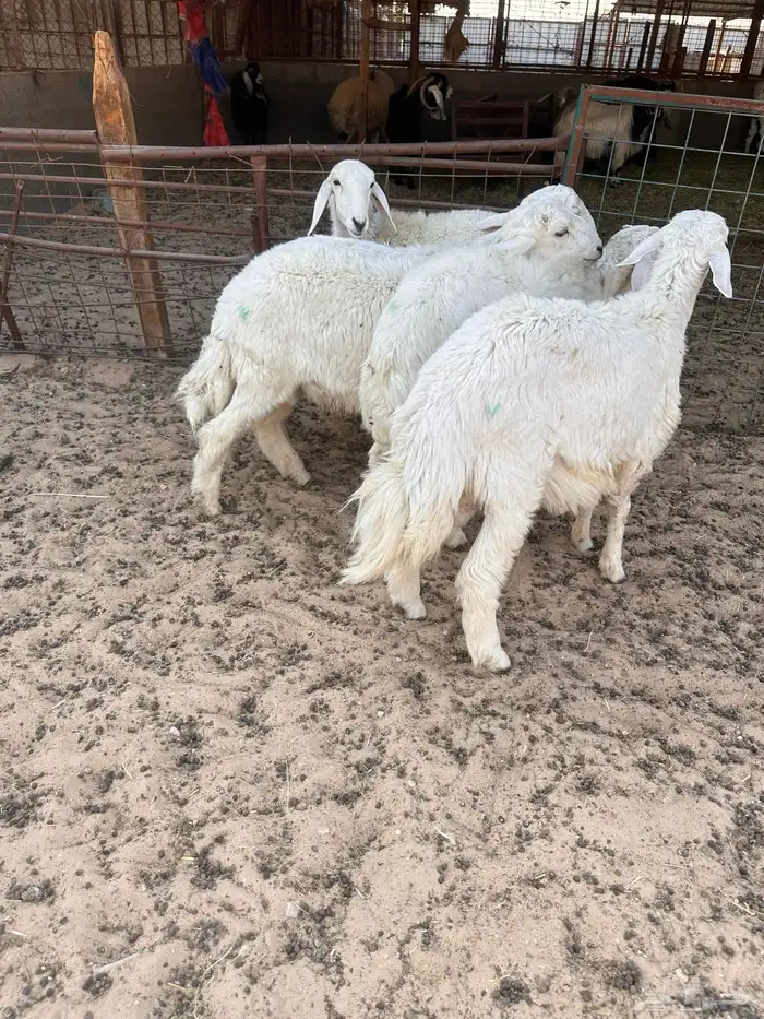 هرافى خرفان حري 0