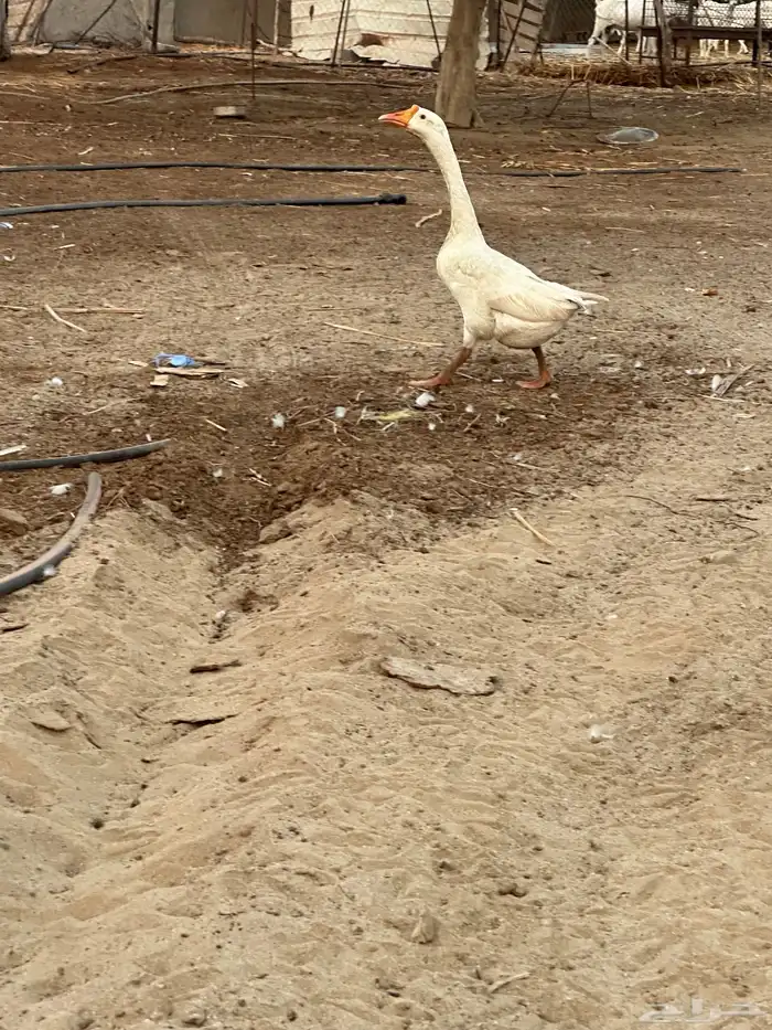 للبيع ذكر بلغاري وانثى عراقي 0