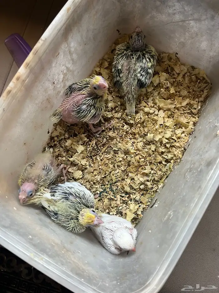 فروخ جروان وروز 1