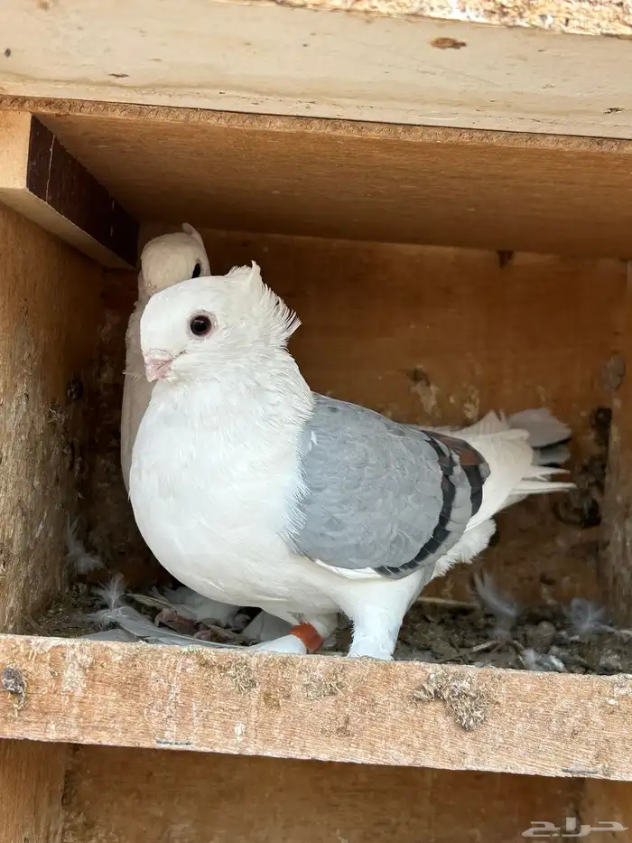 السلام عليكم ورحمة الله وبركاته جوز حمام حب رمان الحد 70 4