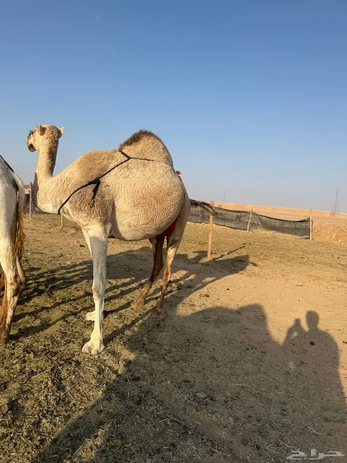 للبيع عشرا شقحاء معها بكره(تم البيع) 1