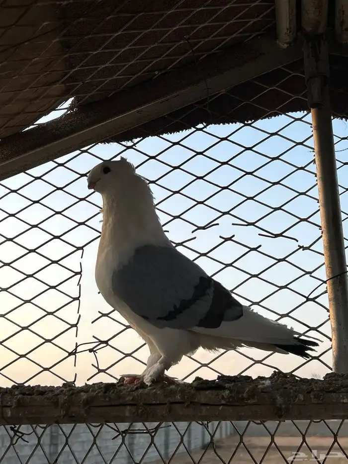 السلام عليكم ورحمة الله وبركاته جوز حمام حب رمان الحد 70 2