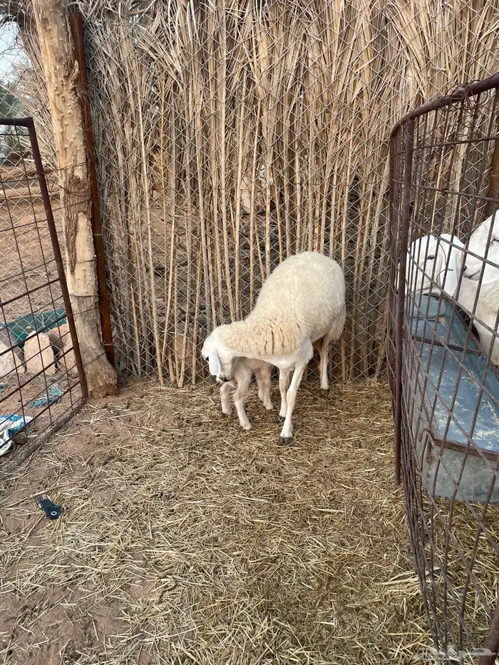 (شاه صنف والد جذعه) 2