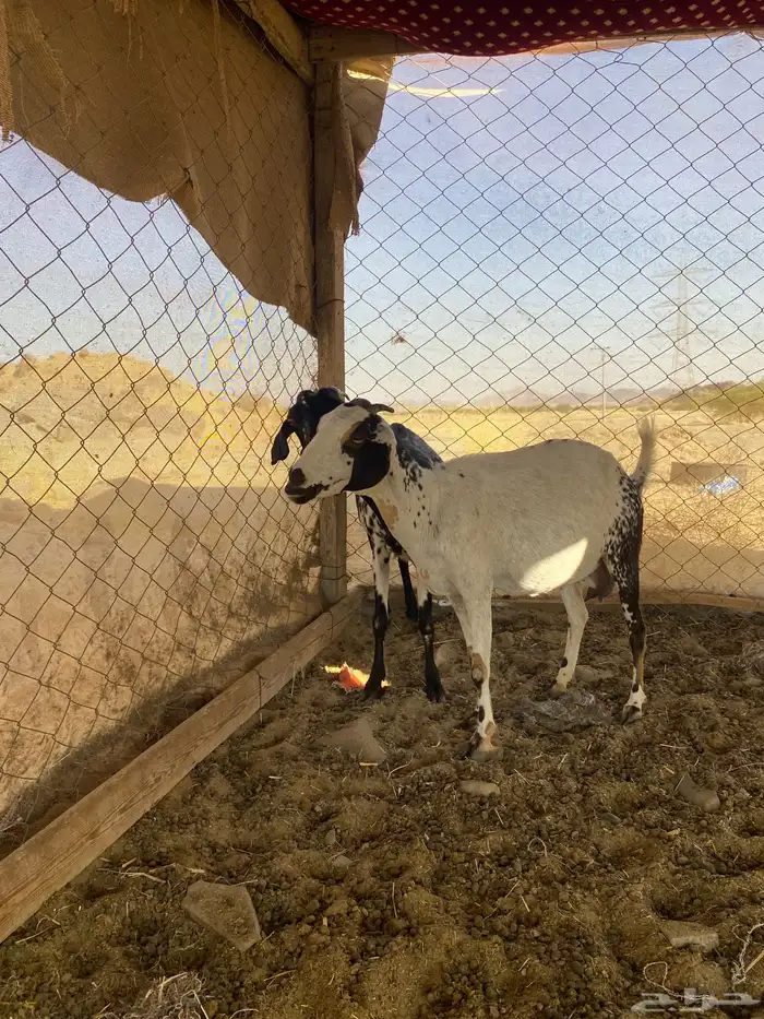 معزا بيشيات للبيع 3