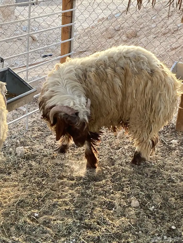 خروف نعيمي 1