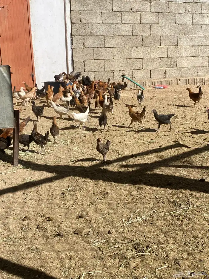 البيع دجاج شرط من المرض العدد تقريبان 100 دجاج 5