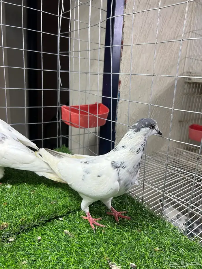 حمام باكستاني بتيرا وكمنقر 3