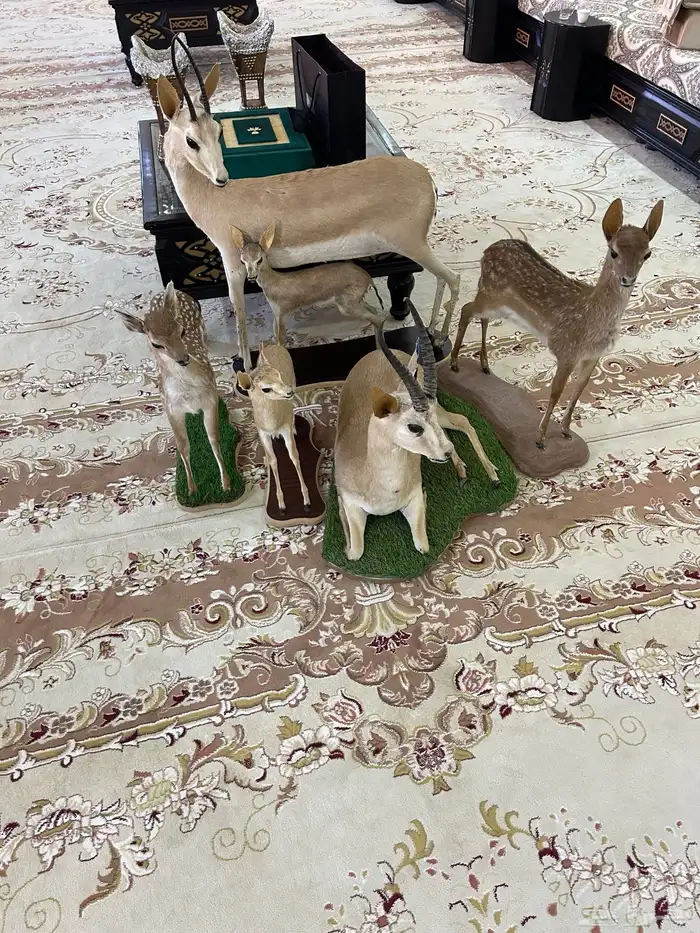 محنطات للبيع 0