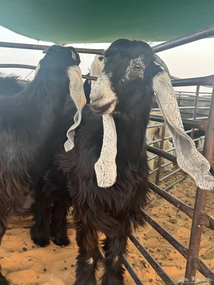 جفرات عوارض ثلاث للبيع منوة القناي 4